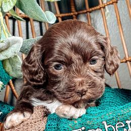 Timberland - Black male Australian Labradoodle puppy in Decatur, Alabama from Southern Meadows Doodles