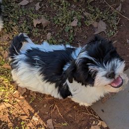 Nyx - Black and white Havanese puppy in Piedmont, South Carolina from Moe's Goldens and HavAntics