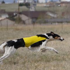 Borzois from Cherry Hill Borzois