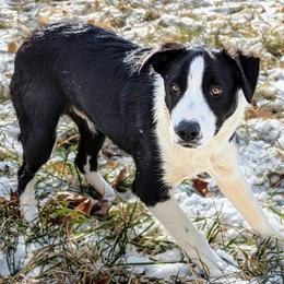 Rhys (companion collie) - Black and white male Border Collie puppy in Strafford, Vermont from Thundering Paws Farm Working Collies
