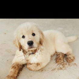 Golden Retriever Puppies from Dogwood Springs Golden Retrievers