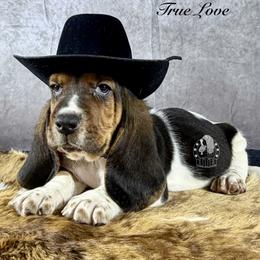 True Love - Black white and brown male Basset Hound puppy in Dingess, West Virginia from Tuckers' Howling Hounds