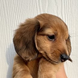 Dachshund Puppies from Shutt Pup's