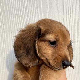 Dachshund Puppies from Shutt Pup's
