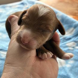 Starlight - Red and white female Cockapoo puppy in Adrian, Oregon from ApplebyFarm