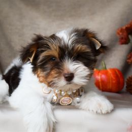 Ivory - Parti female Yorkshire Terrier puppy in California from Skyridge Puppies