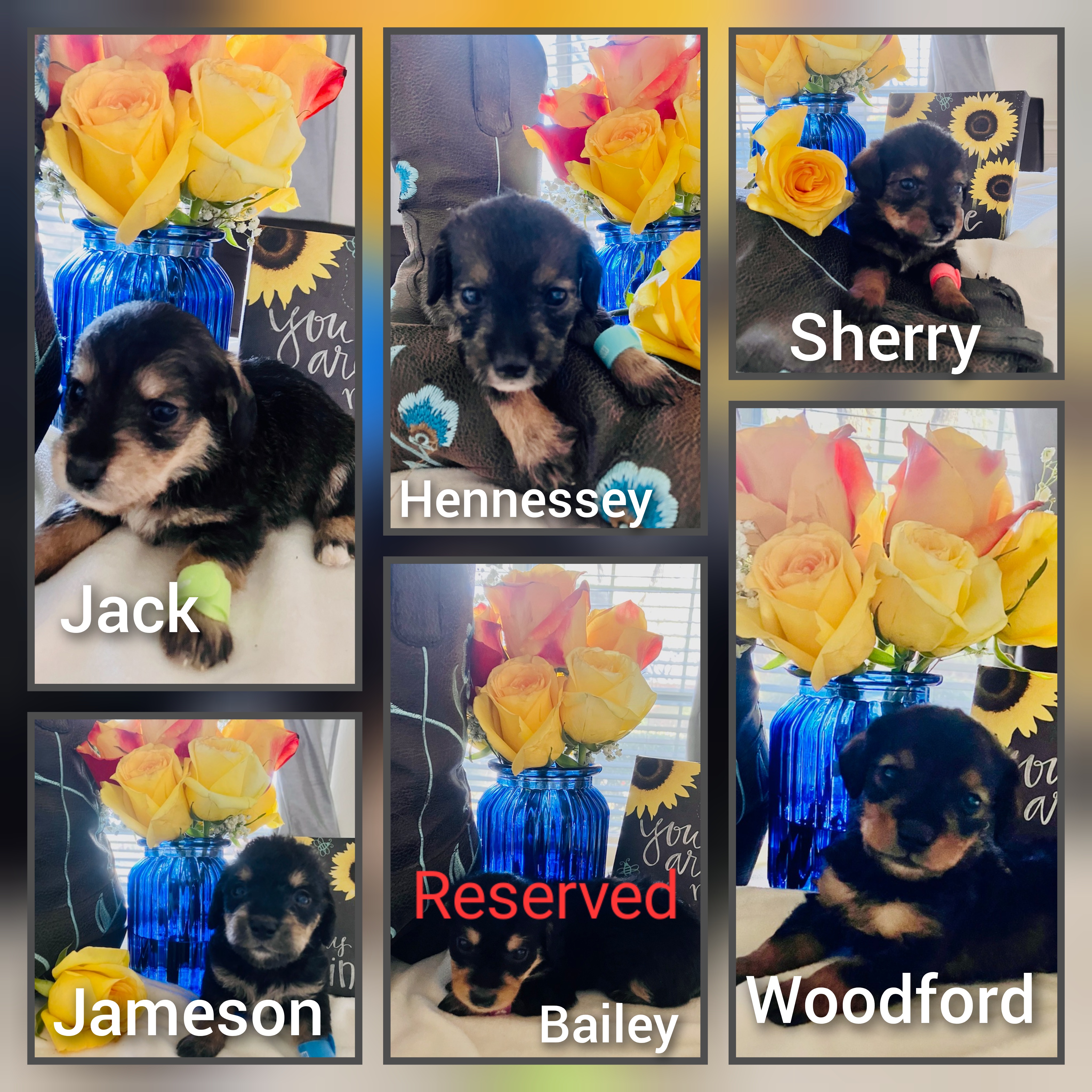 Dachshunds, Mal-Shis, Maltipoos, and Yorkipoos from H&S pets