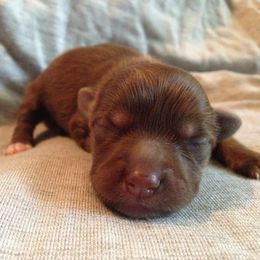 Chinese Crested Puppies from DeBahTrio Chinese Cresteds