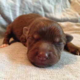 Chinese Crested Puppies from DeBahTrio Chinese Cresteds