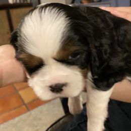 Cavalier King Charles Spaniel Puppies from Eastwick Paws Cavaliers