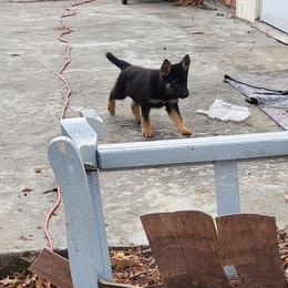 German Shepherd and Goldendoodle Puppies from The Greyline Dogs