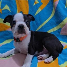 Winchester - Seal and white male Boston Terrier puppy in Clinton Township, Michigan from Greenberg's Boston Terriers & Bullies of Metro Detroit