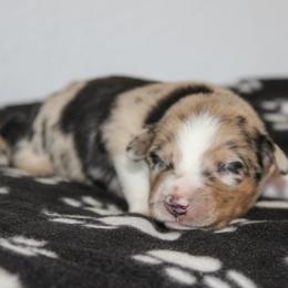 Beau - Blue merle male Australian Shepherd puppy in Crane, Missouri from Westrip Angus & Aussies