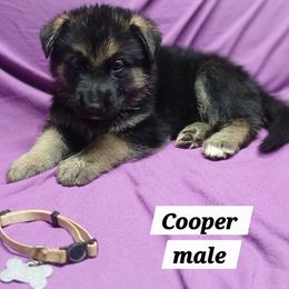 Cooper (White) - Black and silver male German Shepherd puppy in Bedias, Texas from TiPi S Ranch's German Shepherds