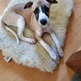 Whippet Puppies from Clarriott Whippets