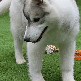 Siberian Huskies from Andamar Siberians