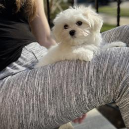 Eva - White female Maltese puppy in Chicago, Illinois from Leona's Maltese