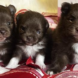 Pomeranian puppies from Beastly Beauties Huskies & Pomskies