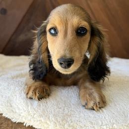 Russel - Cream male Dachshund puppy in Pflugerville, Texas from Dream A Dream Dachshunds