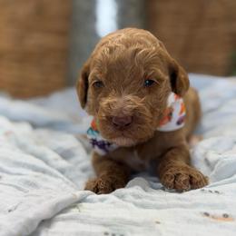 Hunter - Cream male Goldendoodle puppy in Willacoochee, Georgia from Kitandkboodle's Doodles