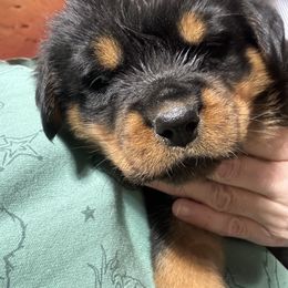 Coton de Tulear, Rottweiler, and Shih Tzu Puppies from Vom Hause Noble Rottweilers and Shih Tzu