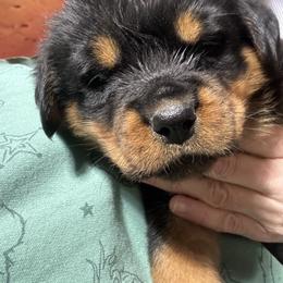 Coton de Tulear, Rottweiler, and Shih Tzu Puppies from Vom Hause Noble Rottweilers and Shih Tzu