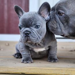 French Bulldog Puppies from Emeraldfrenchies