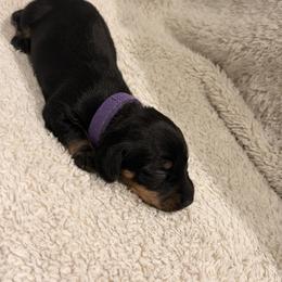 Dachshund Puppies from KhloeKPuppies