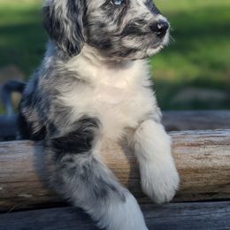 Aussiedoodle and Miniature Schnauzer Puppies from Cedar Creek Ranch
