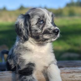 Aussiedoodle and Miniature Schnauzer Puppies from Cedar Creek Ranch
