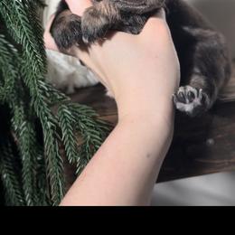 Jaime Oliver - Black tri male Miniature Australian Shepherd puppy in Queen Creek, Arizona from Arizona Aussies