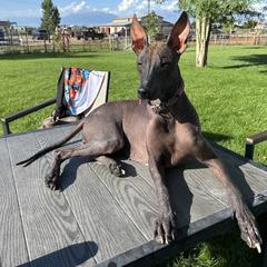 Azula - Xoloitzcuintli