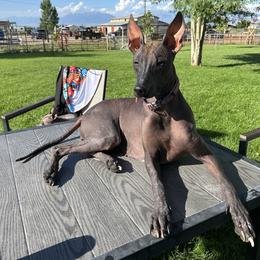 Azula - Xoloitzcuintli