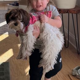 Bernedoodle, Cavapoo, Havanese, and Havapoo Puppies from Lady Paws Puppies - Cassie