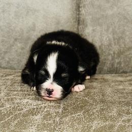 Florence - Black and tan female Pomeranian puppy in Harrisonville, Missouri from Cindy's Pomeranians