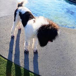 Poodle Puppies from Reeves Family Standard Poodles