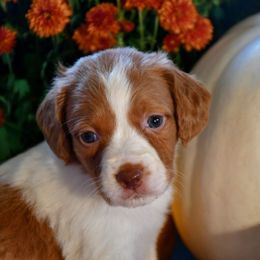 Julia - Orange and white female Brittany puppy in Hollidaysburg, Pennsylvania from Royal Flush Farms
