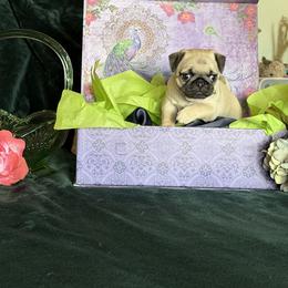 Pug Puppies from Purebred Pugs of Puget Sound
