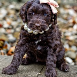 Australian Labradoodle Puppies from Providence Labradoodles, LLC