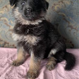 Pink collar girl - Bi-color female German Shepherd puppy in Coleta, Illinois from Four Leaf Farm- Vom Vierblättriges Bauernhof
