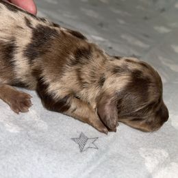 Will - Fawn (isabella) and tan male Dachshund puppy in Liberty, North Carolina from Beyond the Tail