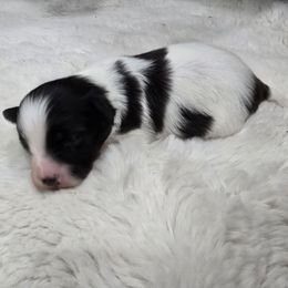Loki - White and black male Papillon puppy in Hollister, Missouri from Swan Creek Kennel