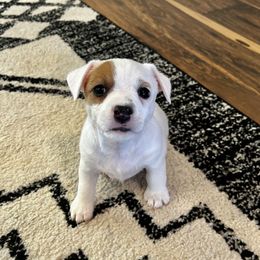 Patsy - White and tan female Russell Terrier puppy in Valley Mills, Texas from Bar Rafter C Shorty Jacks