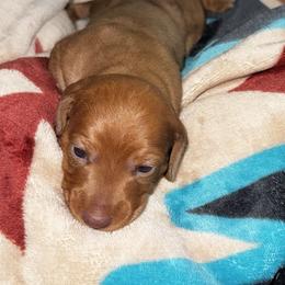 Bandit - Red male Dachshund puppy in Nevada, Missouri from Lee's Backroad Fur Babies