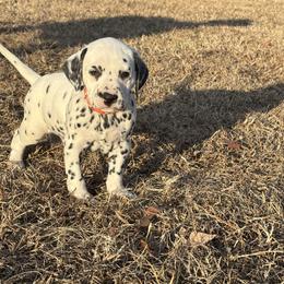 Orange collar boy(HUA) - White and black male Dalmatian puppy in Wilson, North Carolina from New Horizonz Dalmatians