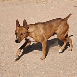 Rat Terrier puppies from Dynamite Rat Terriers
