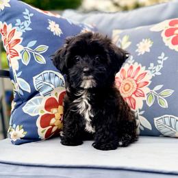 Olive - Black & white female Maltipoo puppy in West Jordan, Utah from Gem Puppies of Utah