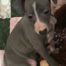 Italian Greyhounds from Amayz Italian Greyhounds