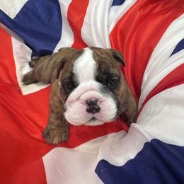Meatball - Brindle male Bulldog puppy in Dix Hills, New York from Mansi Bulldogs