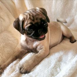 Nesryn - Fawn female Pug puppy in Dexter, Kansas from Beautiful pugs